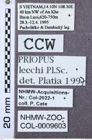 Etikett zu Melanotus kantnerorum (Platia, 2007)